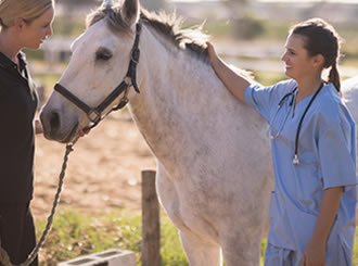 Shockwave Therapy for Veterinary Use