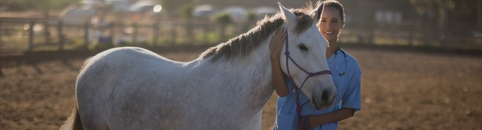 Shockwave Therapy for Veterinary Use