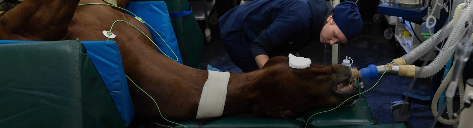 What is shockwave therapy for horses？