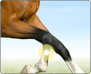 Suspensory Ligament Branch